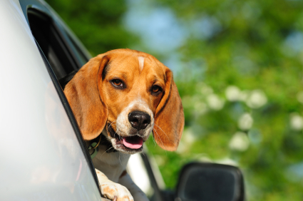 Dog Problems Articles