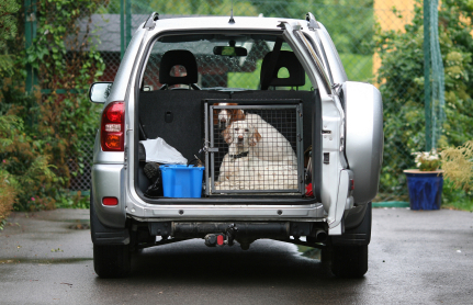 Proper way to travel safely with dogs in a car.