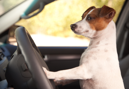 Orinda, Lafayette, concord, walnut creek, Alamo dog training