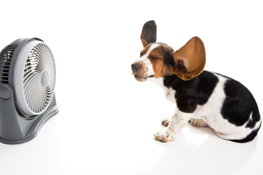 Preventing Dog Heat Stroke - DogSquad