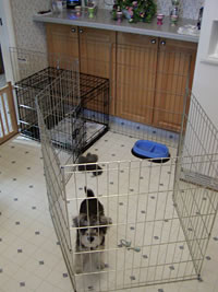 Playpen and crate training a puppy